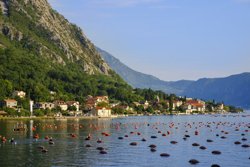 Montenegro, Bucht von Kotor, Ljuta - SIEF08188