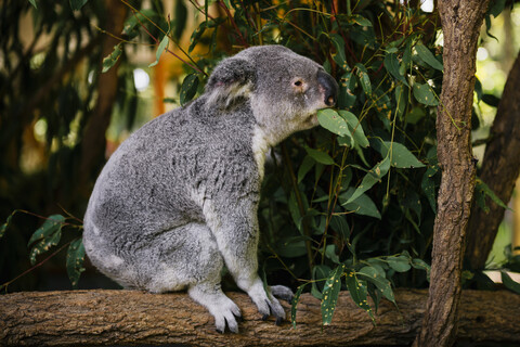 Australien, Brisbane, Lone Pine Koala Sanctuary, Koala frisst Eukalyptusblätter, lizenzfreies Stockfoto