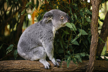 Australien, Brisbane, Lone Pine Koala Sanctuary, Koala frisst Eukalyptusblätter - GEMF02671