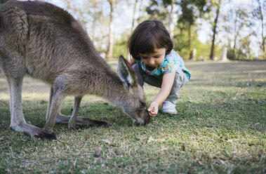 Australia, Brisbane, little girl feeding kangaroo - GEMF02673