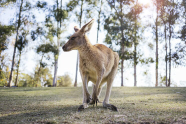 Australien, Brisbane, Porträt eines Kängurus - GEMF02678