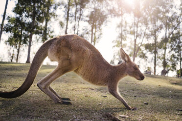 Australien, Brisbane, Känguru bei Gegenlicht - GEMF02679