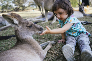 Australien, Brisbane, kleines Mädchen füttert zahmes Känguru - GEMF02680