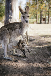 Australien, Brisbane, weibliches Känguru mit Baby im Beutel - GEMF02686