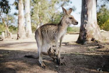 Australien, Brisbane, weibliches Känguru mit Baby im Beutel - GEMF02687