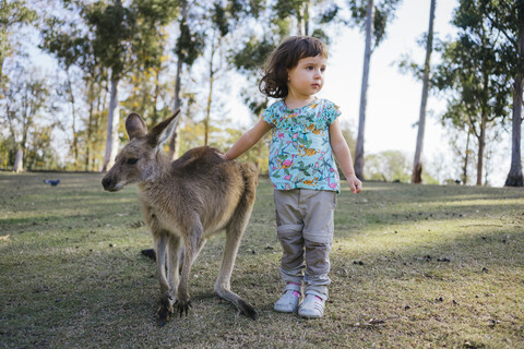 Australia, Brisbane, little girl stroking tame kangaroo stock photo
