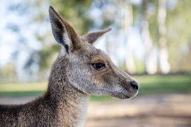 Australien, Brisbane, Porträt eines Kängurus - GEMF02689