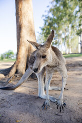 Australien, Brisbane, Porträt eines Kängurus - GEMF02690