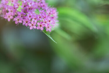 Spiraea, Spiraea japonica, im Garten, Nahaufnahme - MMAF00718