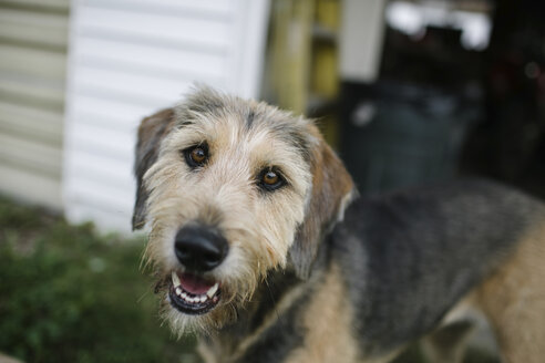 Nahaufnahme eines Hundes im Hinterhof - CAVF60391