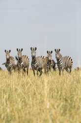 Zebras stehen auf einem grasbewachsenen Feld gegen den klaren Himmel - CAVF60417