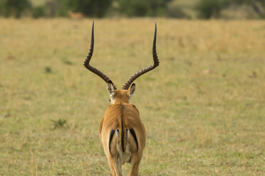 Rückansicht eines Impalas auf einem grasbewachsenen Feld - CAVF60418