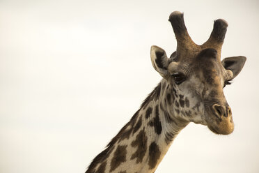 Giraffe against clear sky - CAVF60421