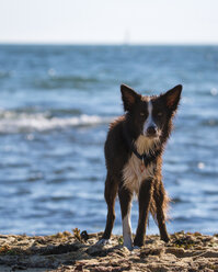 Portrait of dog standing at beach against sky - CAVF60436