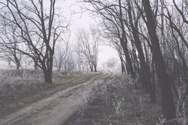 Road amidst bare trees during winter - CAVF60479