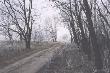Straße inmitten kahler Bäume im Winter - CAVF60479