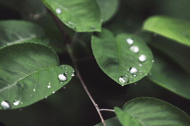 Close-up of dew drops on leaves - CAVF60484