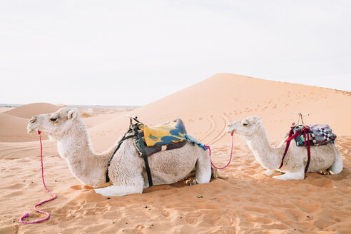 Side view of camels relaxing on sand at Merzouga desert against sky - CAVF60506