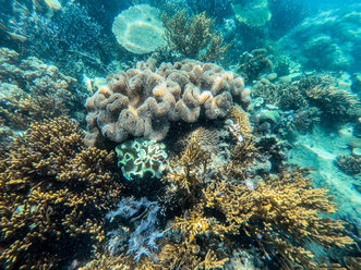 Coron Island, Palawan, Philippinen, Unterwasseraufnahme - DAWF00755