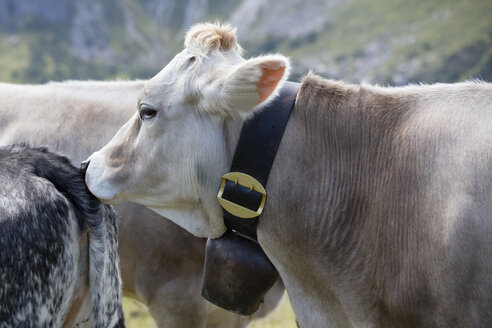 Deutschland, Allgäu, Braunvieh, Kuh - WIF03701