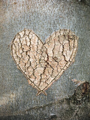 Heart carved into a tree trunk in the woods - IPF00489