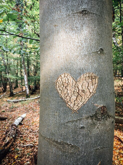 In einen Baumstamm im Wald geschnitztes Herz - IPF00490