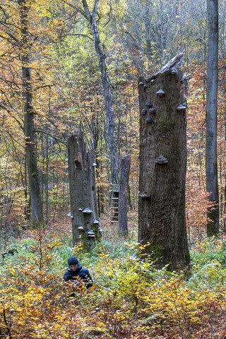 Deutschland, Bayern, Mann beim Pilzesammeln im Gramschatzer Wald im Herbst, lizenzfreies Stockfoto