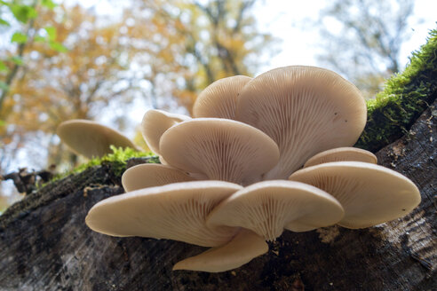 Germany, Bavaria, Oyster Mushrooms on deadwood at Gramschatzer Wald in autumn - NDF00839