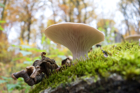 Deutschland, Bayern, Austernpilz auf Totholz im Gramschatzer Wald im Herbst, lizenzfreies Stockfoto