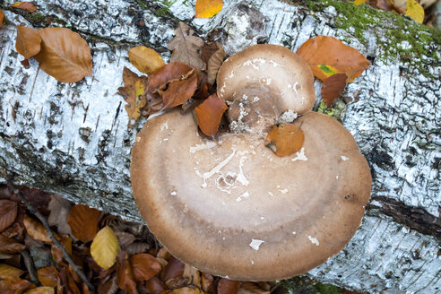 Deutschland, Birkenpolypus auf Birkenstamm im Herbst - NDF00843