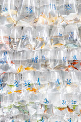 China, Hongkong, Goldfischmarkt, Goldfisch in Plastikbeuteln zu verkaufen - DAWF00798