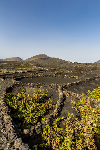 Spanien, Kanarische Inseln, Lanzarote, La Geria, Weinbau in vulkanischer Landschaft, lizenzfreies Stockfoto