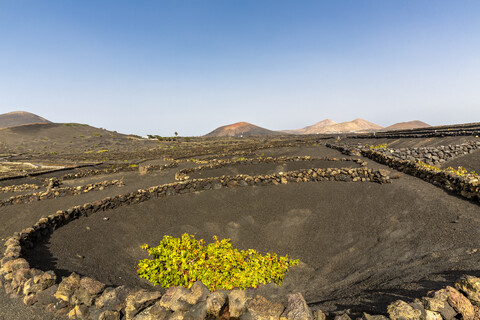 Spanien, Kanarische Inseln, Lanzarote, La Geria, Weinbau in vulkanischer Landschaft, lizenzfreies Stockfoto