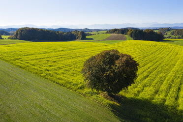 Deutschland, Oberbayern, Luftaufnahme von Rapsfeld und Baum bei Münsing - SIEF08232