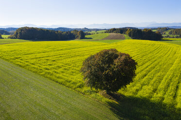 Germany, Upper Bavaria, Aerial view of rape field and tree near Muensing - SIEF08232