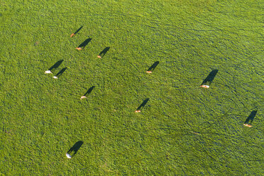Deutschland, Oberbayern, Luftaufnahme von Kühen auf der Weide bei Münsing - SIEF08235