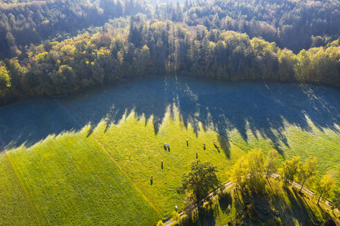 Deutschland, Oberbayern, Luftaufnahme von Kühen auf der Weide am Herbstmorgen - SIEF08236