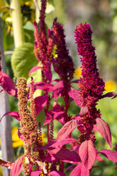 Amaranth-Pflanzen im Sonnenlicht - NDF00845