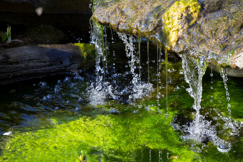 Botanischer Garten, Quelle und Frosch, lizenzfreies Stockfoto