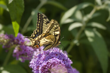 Schwalbenschwanz, Papilio machaon, auf der Blüte des Schmetterlingsflieder, Buddleja davidii - SIEF08237