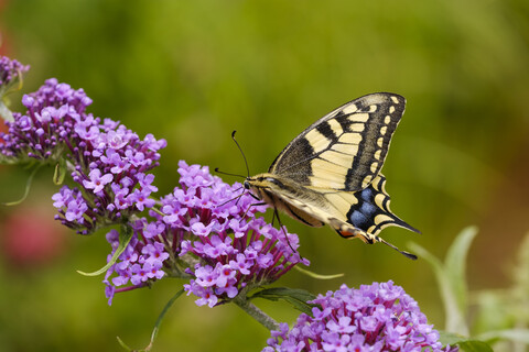 Schwalbenschwanz, Papilio machaon, auf der Blüte des Schmetterlingsflieder, Buddleja davidii, lizenzfreies Stockfoto