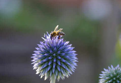 Honey bee, Apis mellifera, on southern globethistle, Echinops ritro - SIEF08239