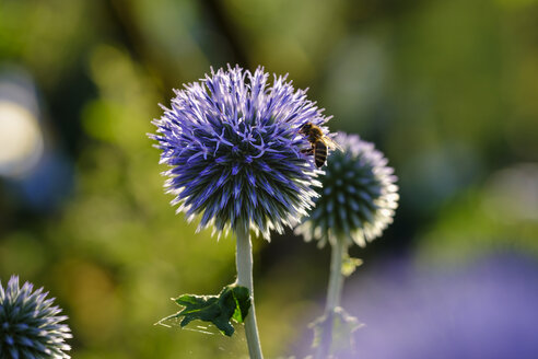 Honigbiene, Apis mellifera, auf Südlicher Kugeldistel, Echinops ritro - SIEF08240