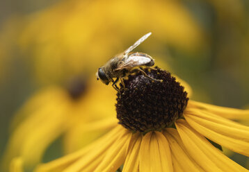 Drohnenfliege, Eristalis tenax, auf Sonnenhut - SIEF08241