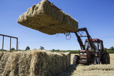 Traktor auf einem Feld, der Heuballen auf einen Anhänger lädt. - MINF09738