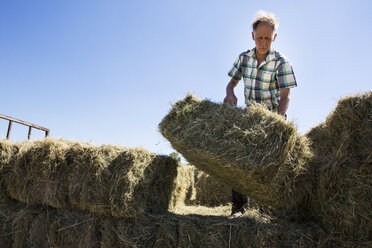 Landwirt stapelt Heuballen auf einem Anhänger. - MINF09740