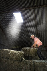 Farmer stacking hay bales in a barn. - MINF09744