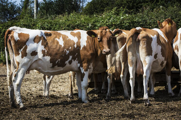 Small herd of Guernsey cows standing in a paddock. - MINF09746