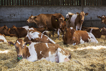 Kleine Herde von Guernsey-Kühen, die in einem Stall auf Stroh liegen. - MINF09748