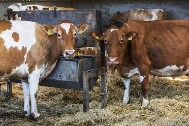 Zwei Guernsey-Kühe stehen in einem Stall, fressen Heu und schauen in die Kamera. - MINF09749